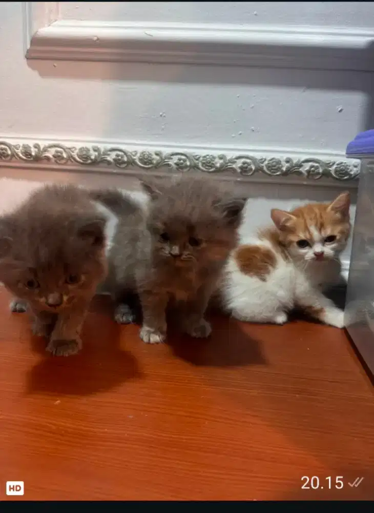 Open adopsi kucing Persia piknoos bapak pesek kaki pendek