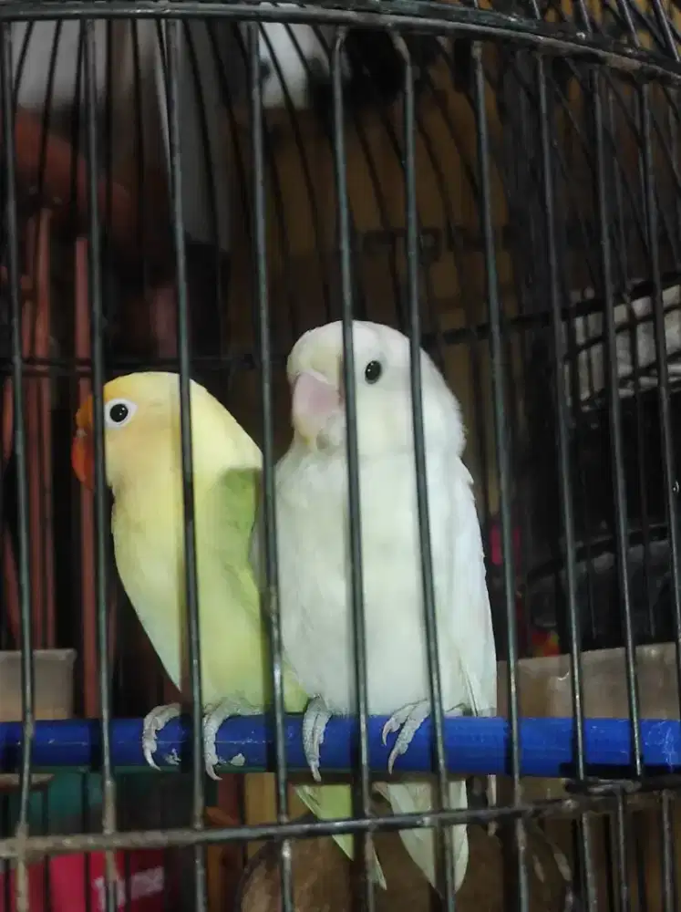 LOVEBIRD PASANGAN INDUKAN - PB PASTEL X ALBINO MATA HITAM