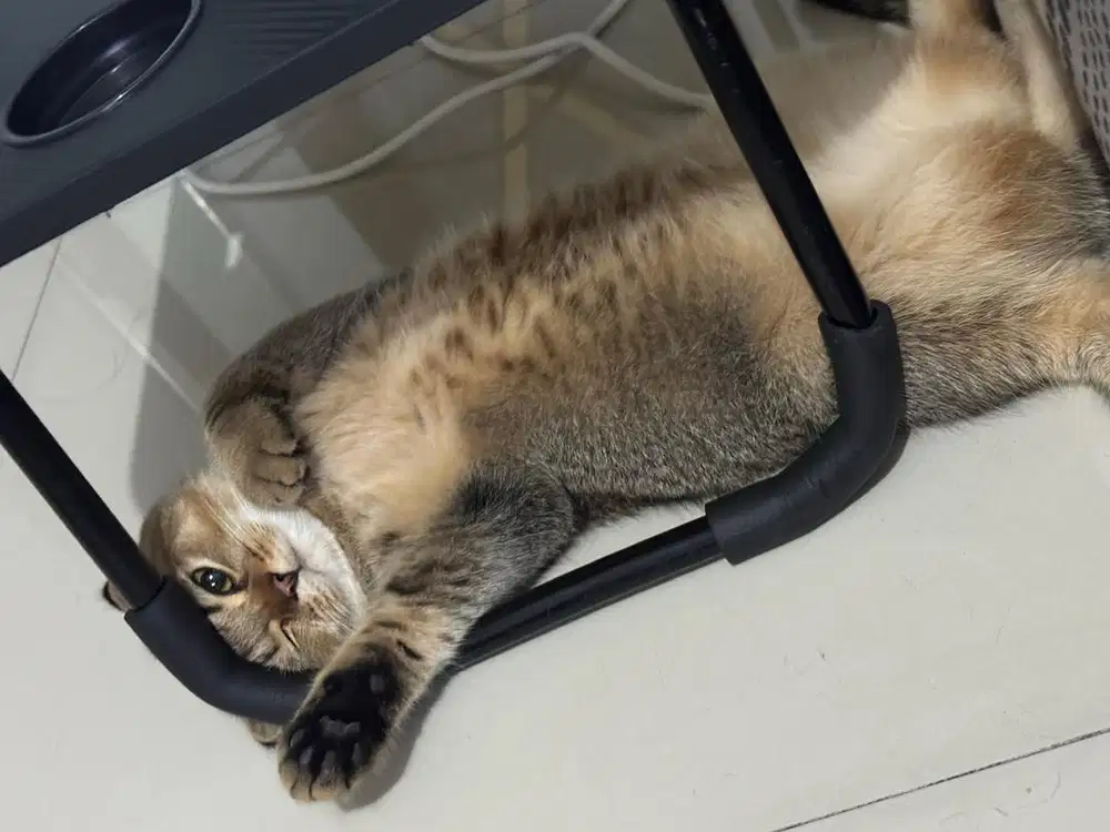 Anak Kucing BSH x Scottish Fold