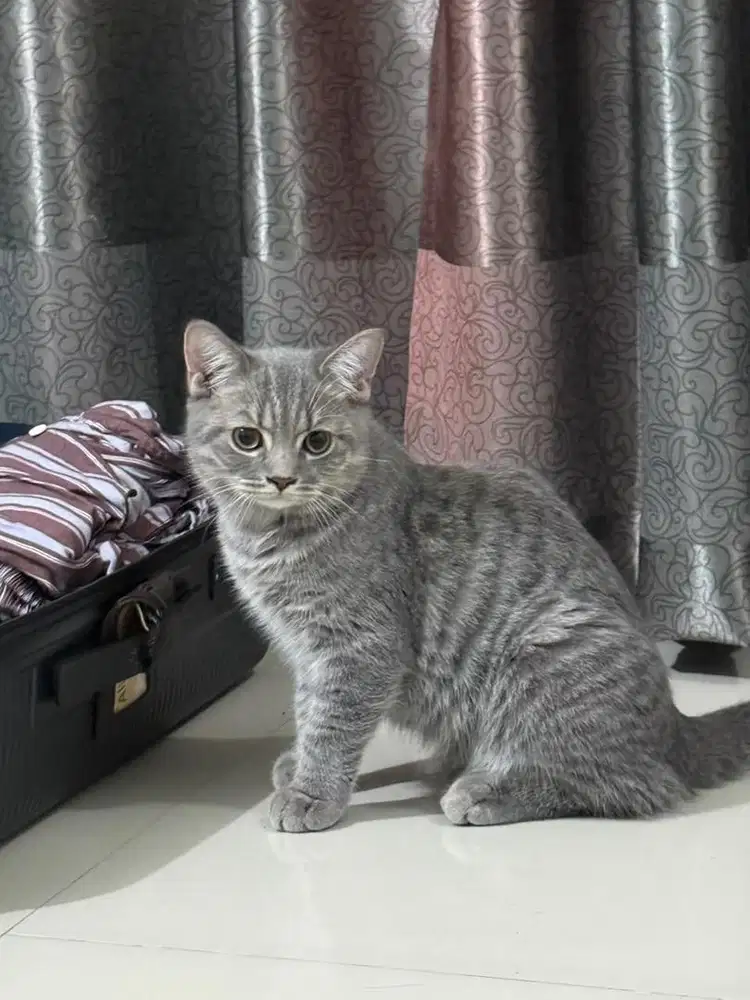 Anak Kucing BSH x Scottish Fold