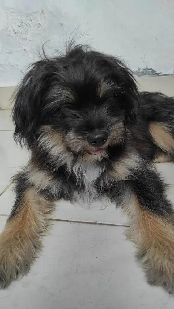 Shihtzu puppy anak anjing