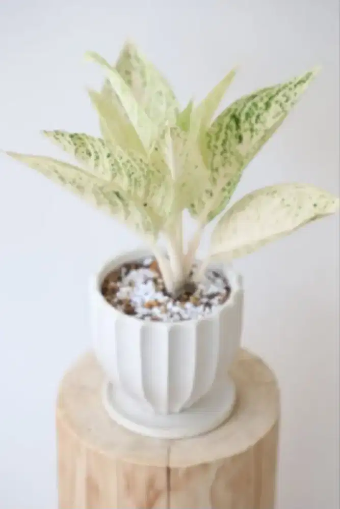Aglonema Legacy Salju | Tanaman Hias Aglonema Legacy Salju
