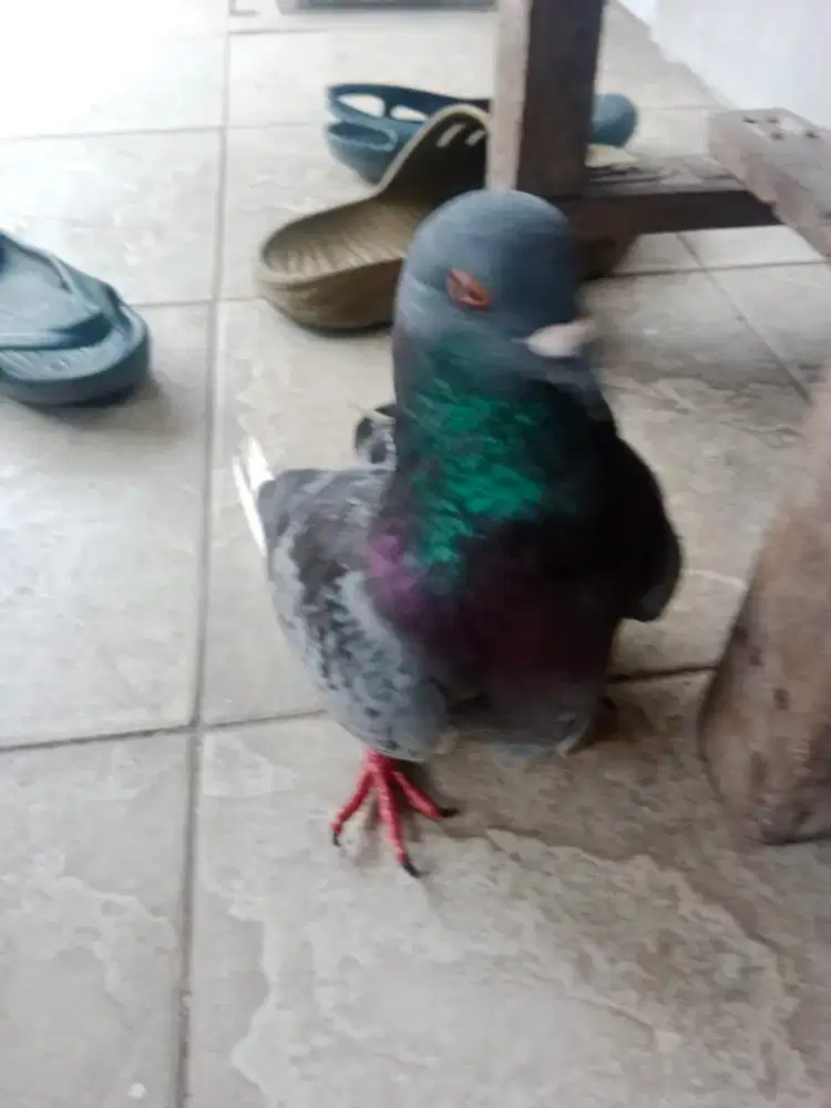 Burung merpati betina