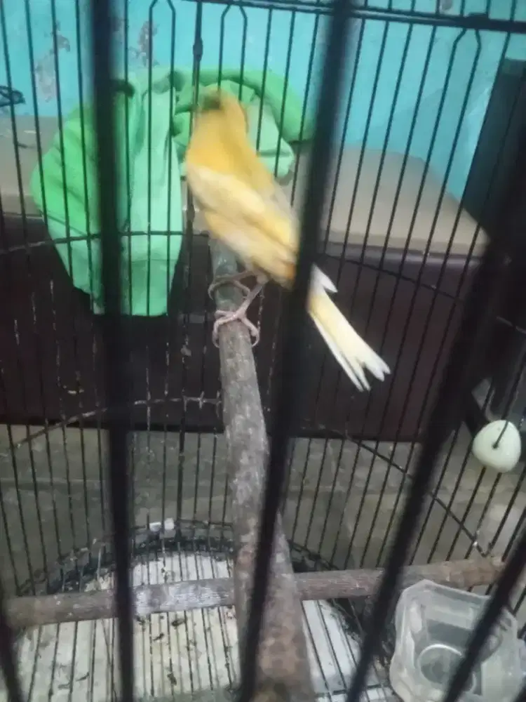 Kenari jantan blom gacor banget bodi lumayan. Panjang