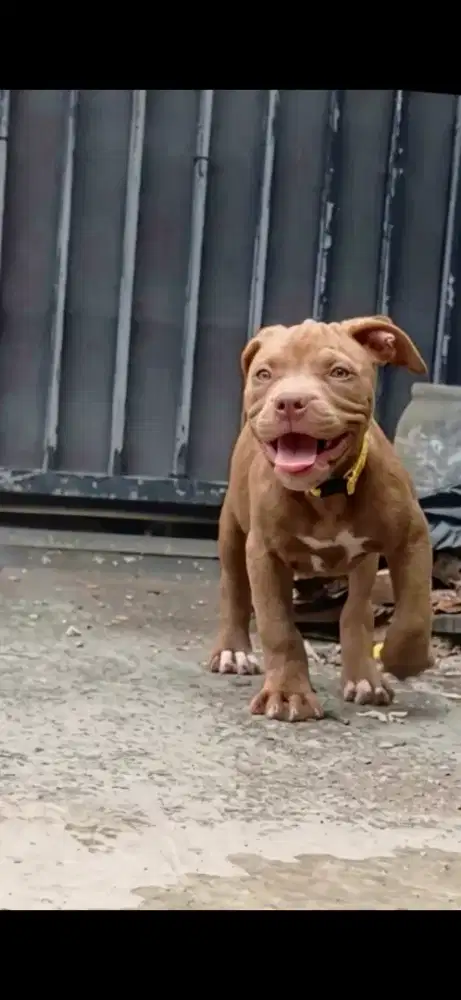 Pitbul murni 3bulan