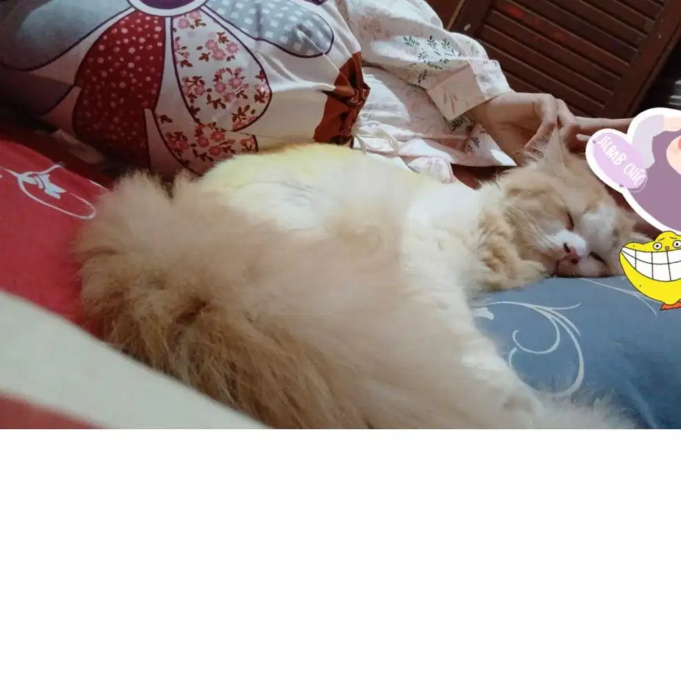 Kucing BETINA 1 tahun