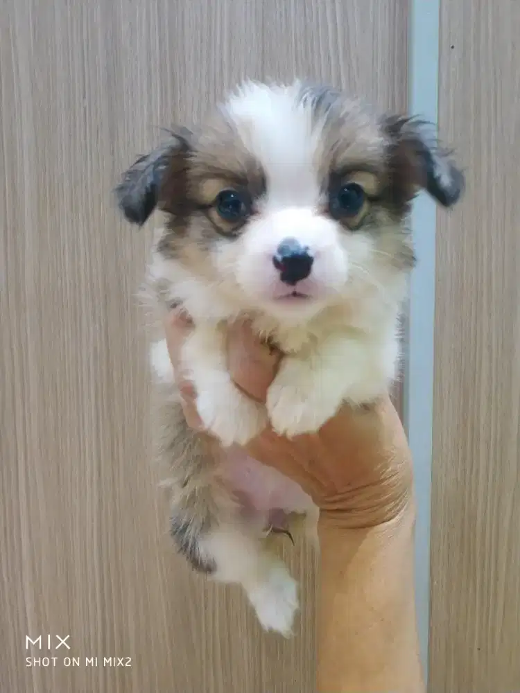 Jual Corgi Fluffy Long Hair