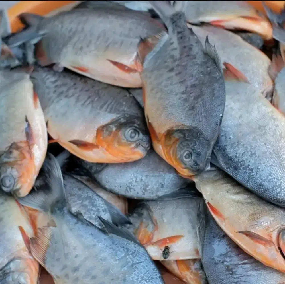 Ikan Bawal Hidup