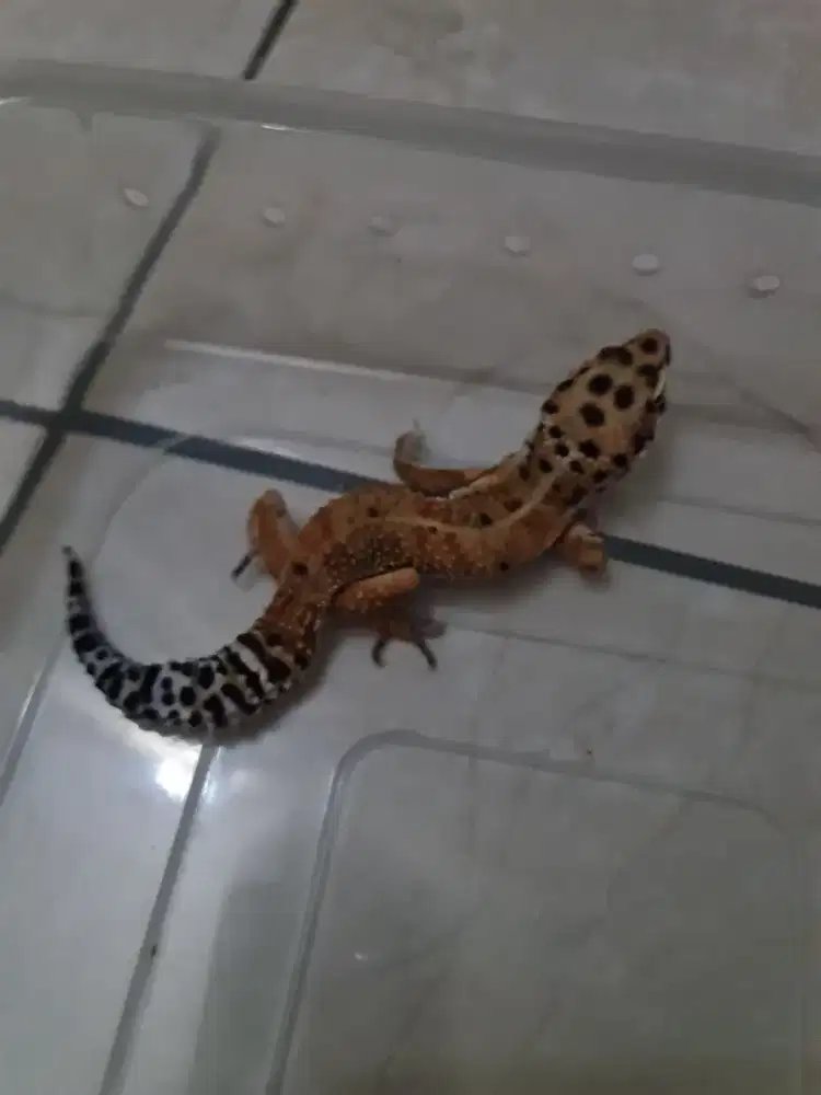 Gecko Leopard Jantan umur 2 thn jual murah karena sibuk kerja