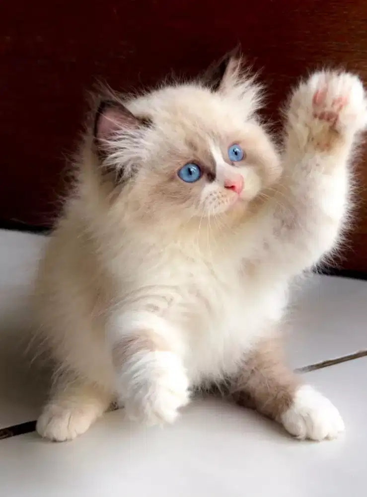 Kitten ragdoll line import Bulgaria