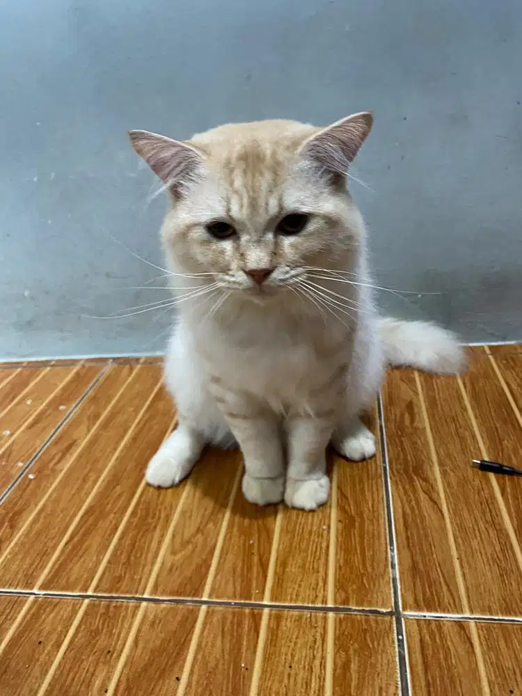 KUCING PERSIA Jantan