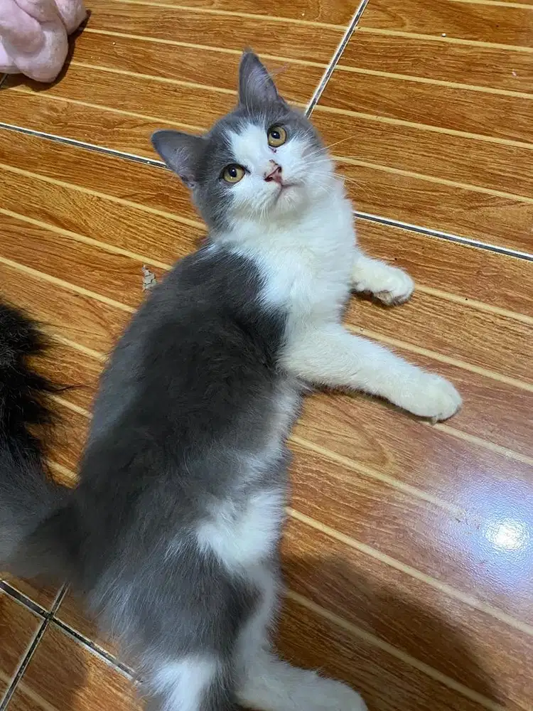 Lepas Adopsi Persia Betina