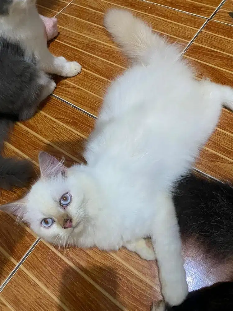 Ragdoll Red Point
