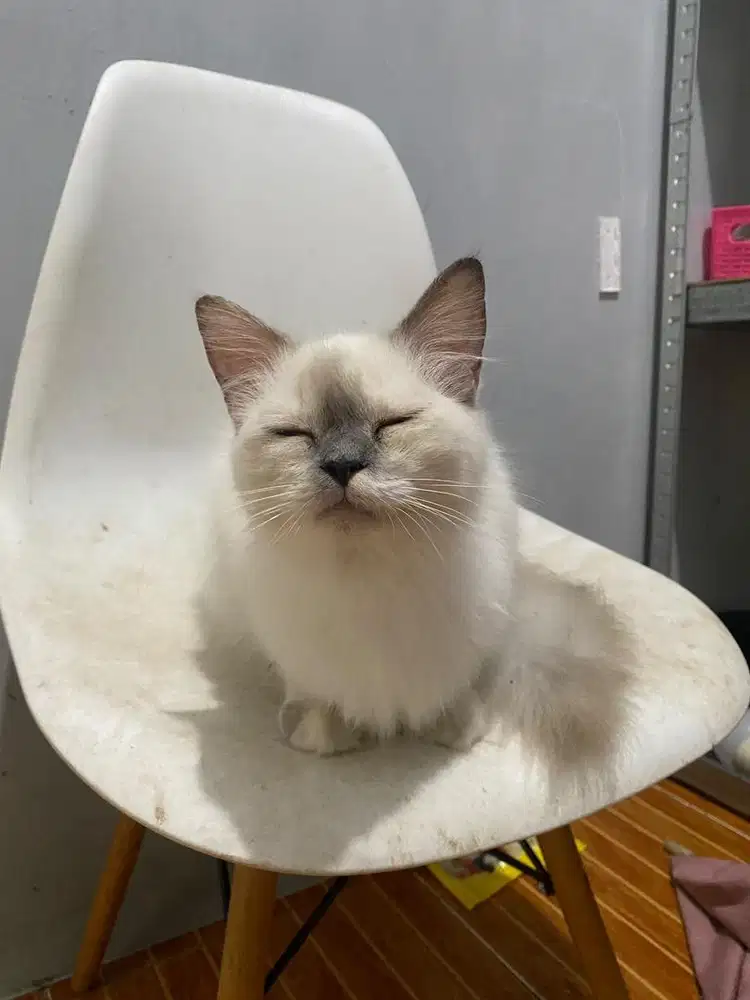 Ragdoll Seal Point
