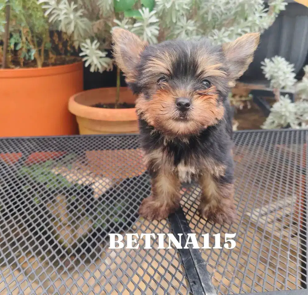 Yorkshire puppy cute n murah