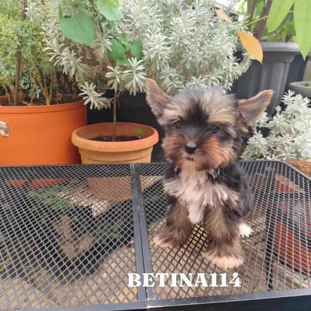 Yorkshire puppy cute n murah