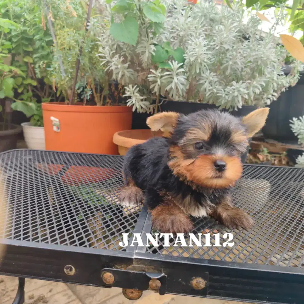 Yorkshire puppy cute n murah