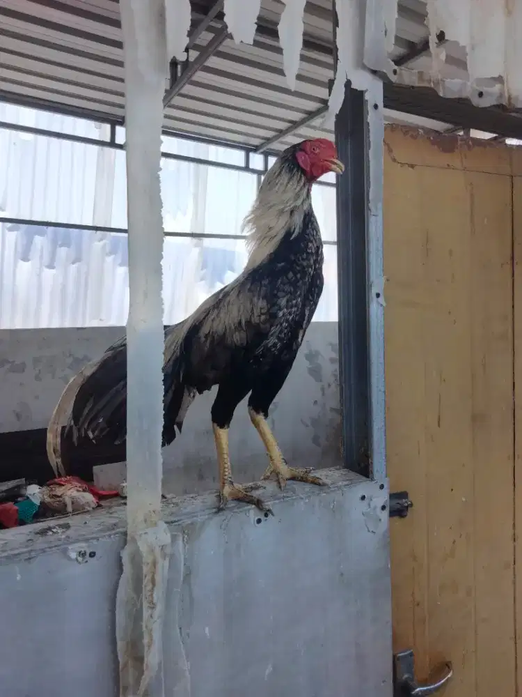 Jual ayam jago ekor lidi 2 ekor