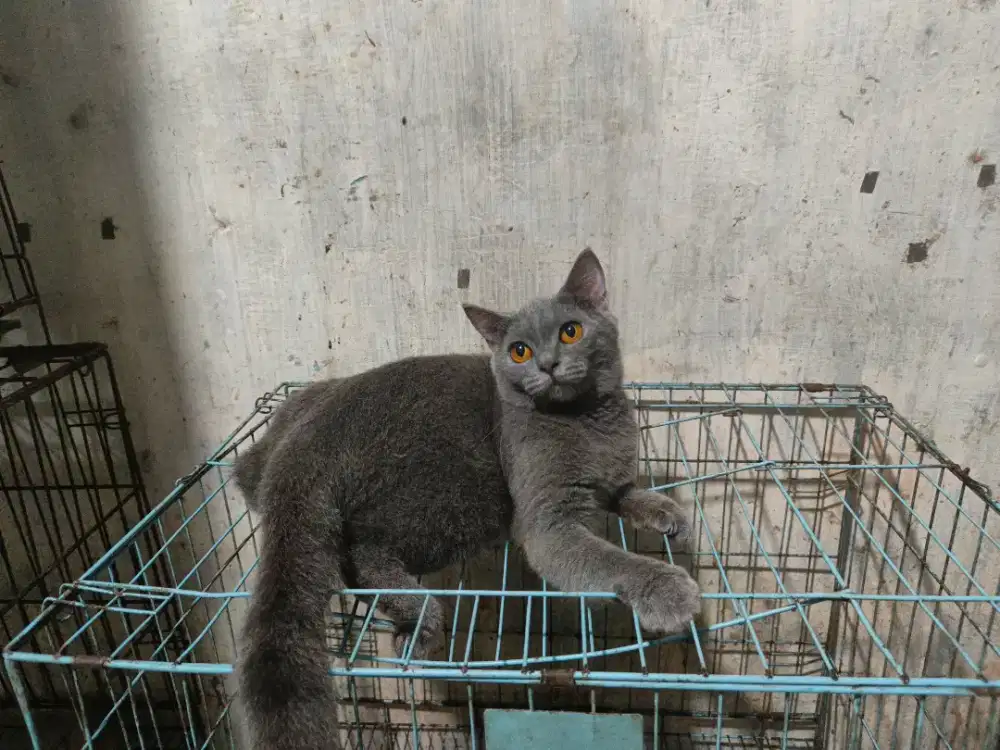 Kucing BSH betina