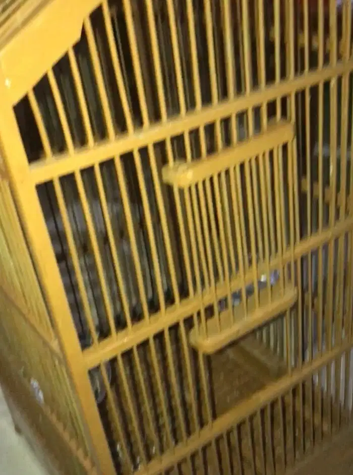Burung gereja burger tarung anakan