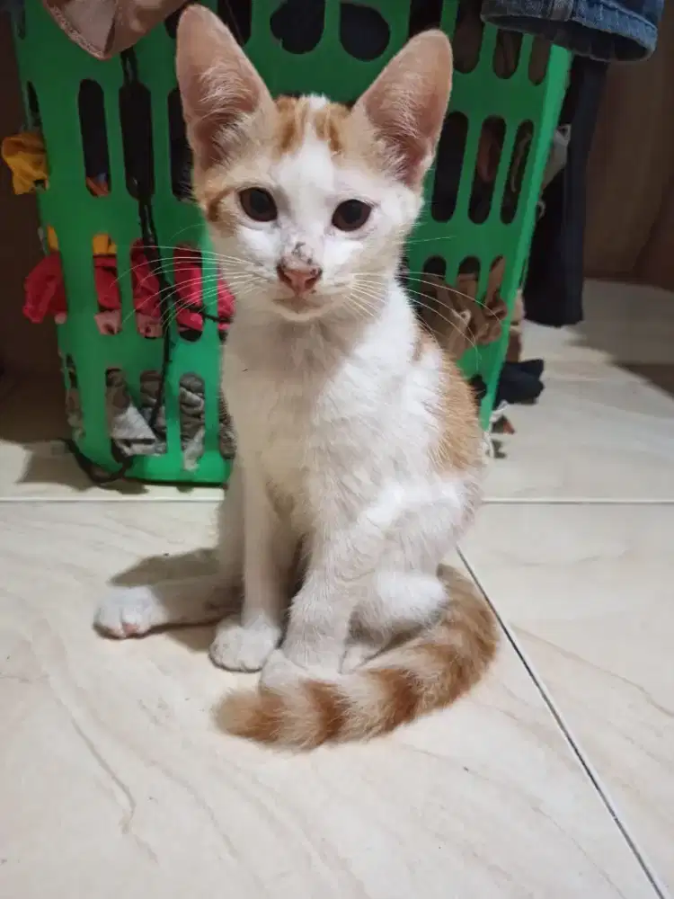 lepas adopsi kitten betina usia 2 bulan