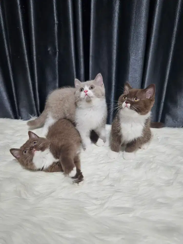 Kucing kitten BSH British Shorthair