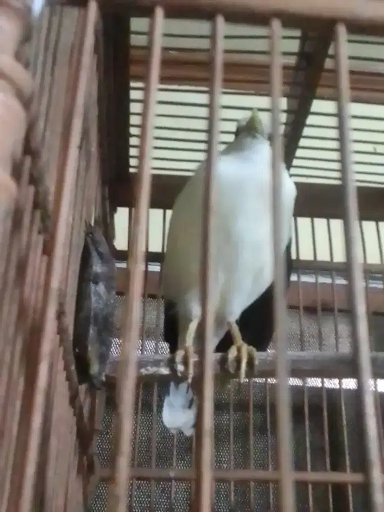SEJENIS JALAK BRISIK BGT SUARA VARIASI BYK 1 JUTA FILMLSET NET