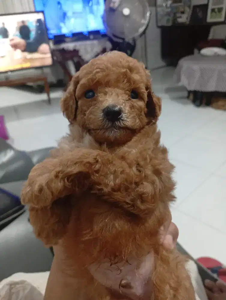 Puppy anakan anjing poodle asli cantik lucu sehat kosongan