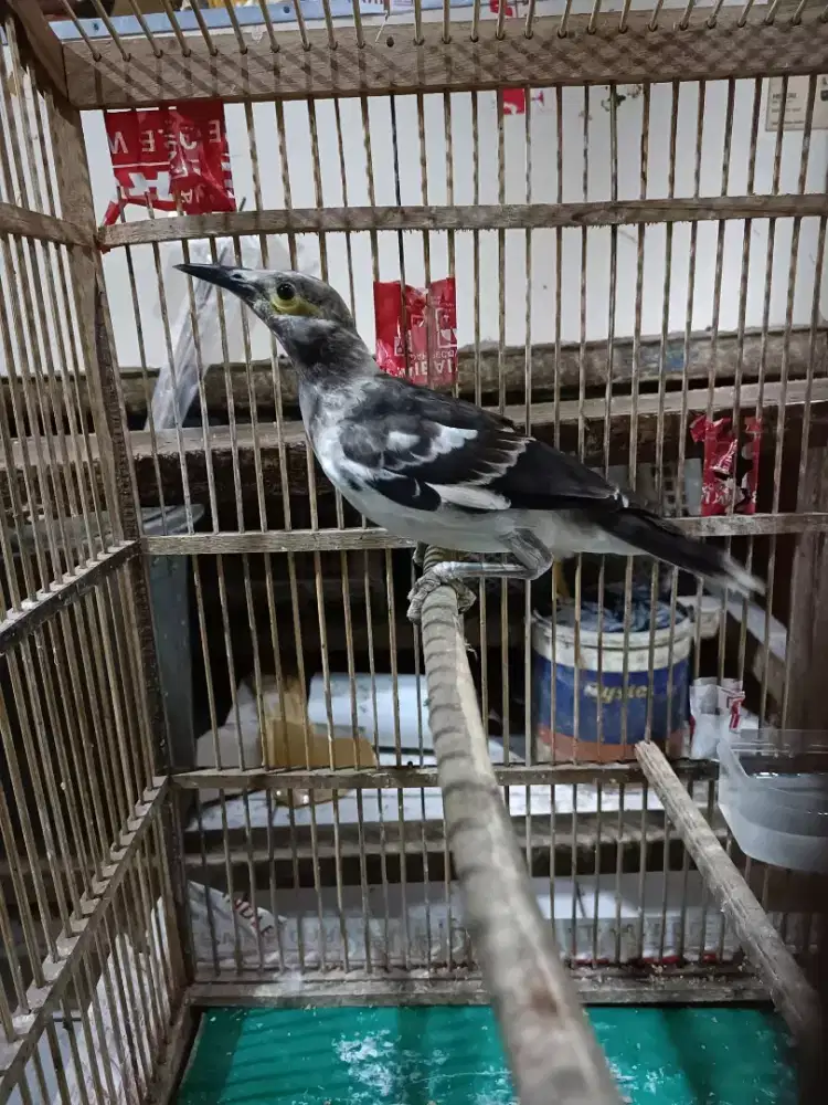 paud jalak hongkong mandiri jinak