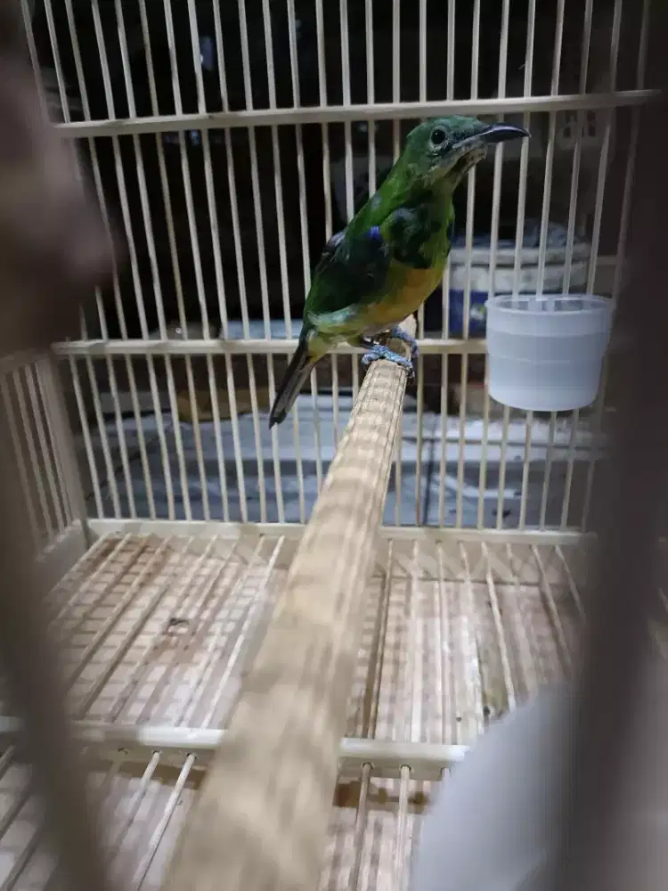 cucak cungko trotol jantan