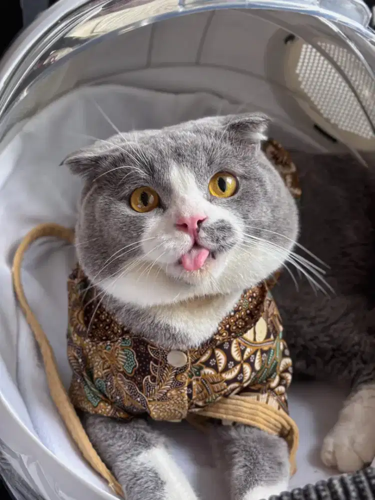 Jasa pacak kucing Scottish bsh