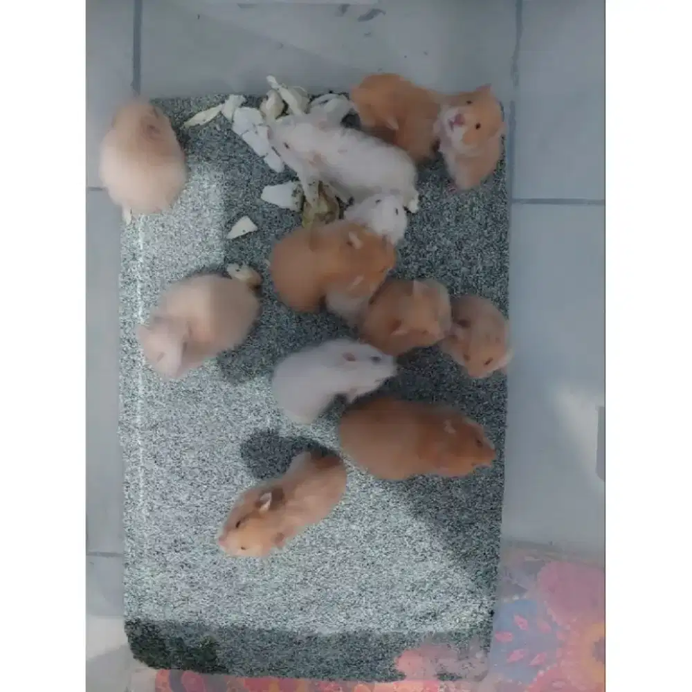 Hamster Indukan Siap Kawin