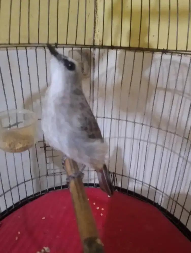 Jual burung trucuk body big