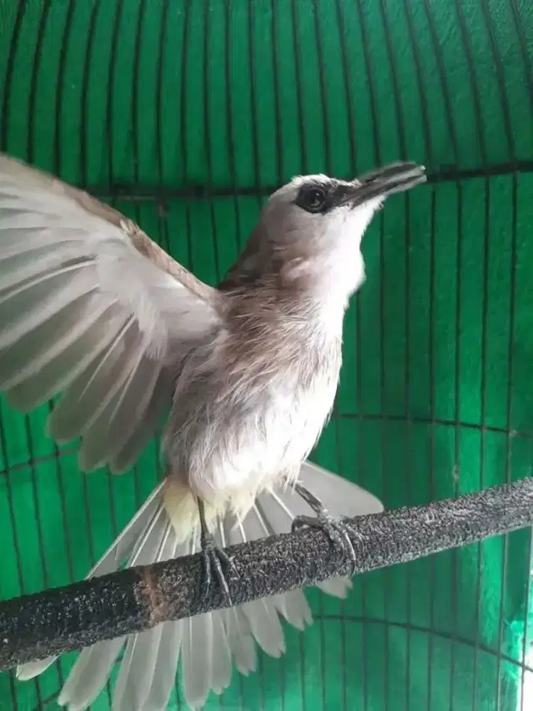 Jual burung trucuk gacor