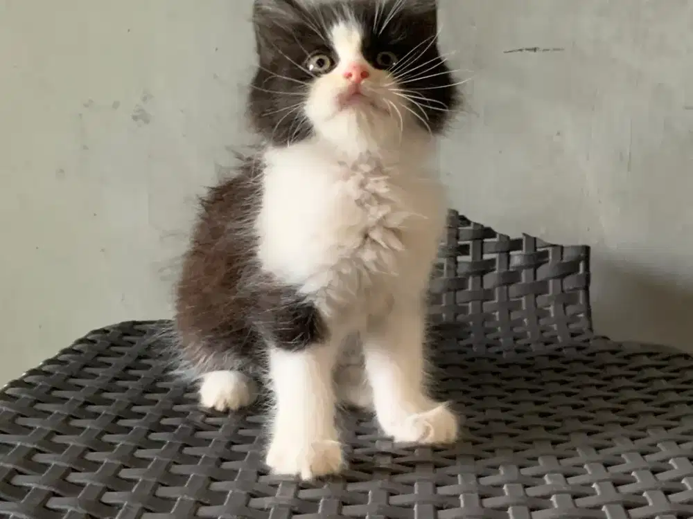 Persia kitten putih hitam