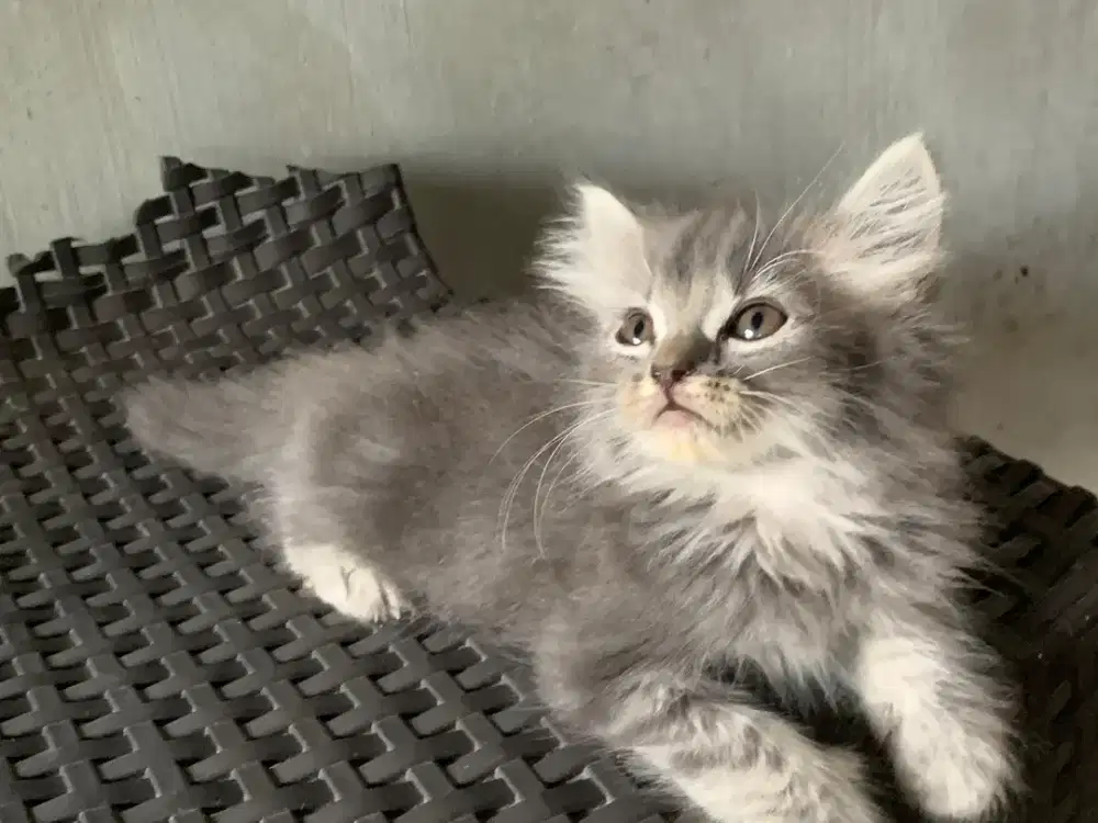 Persia kitten abu