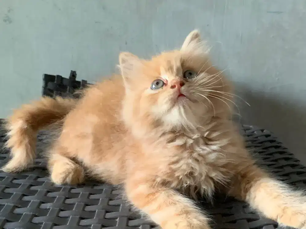 Persia kitten oyen