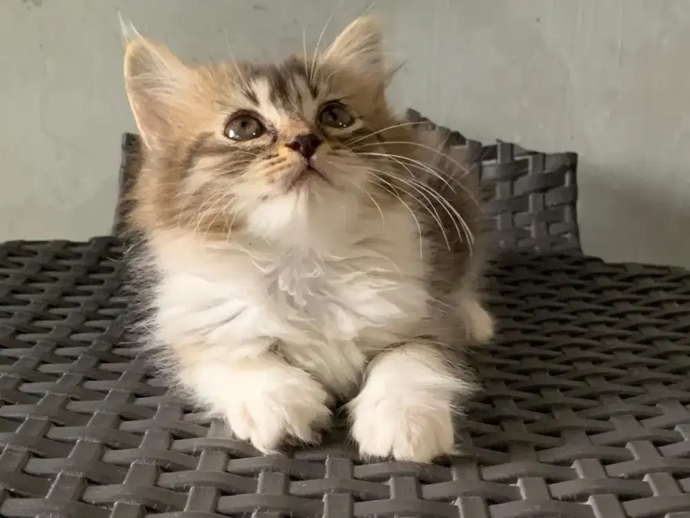 Persia kitten mujair white