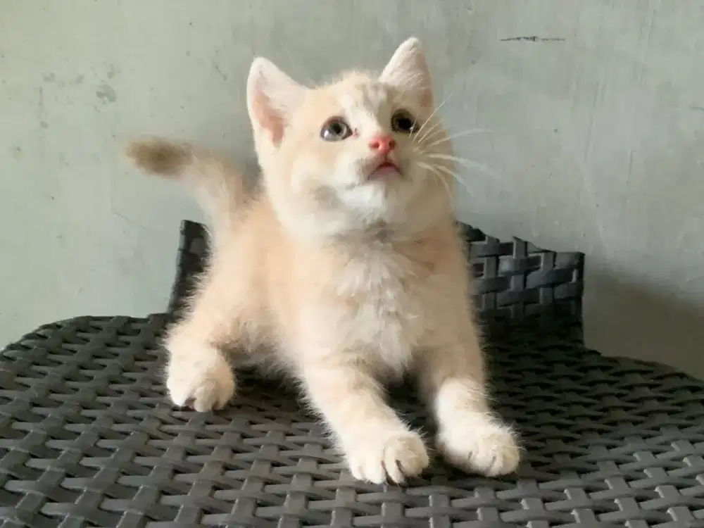 Persia kitten cream