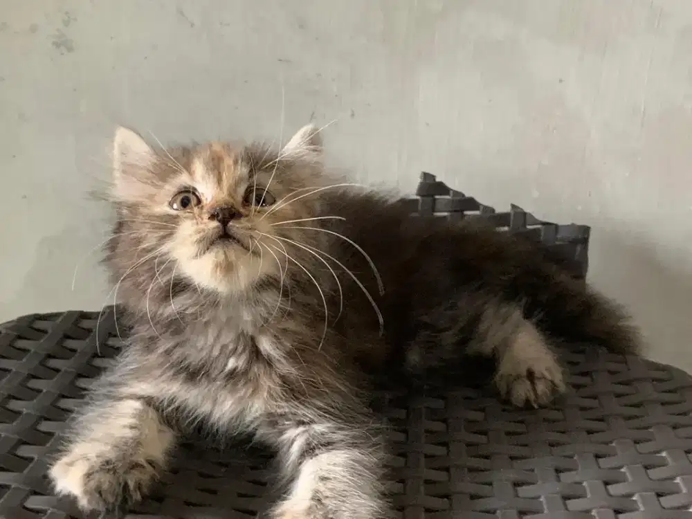 Persia kitten mujair