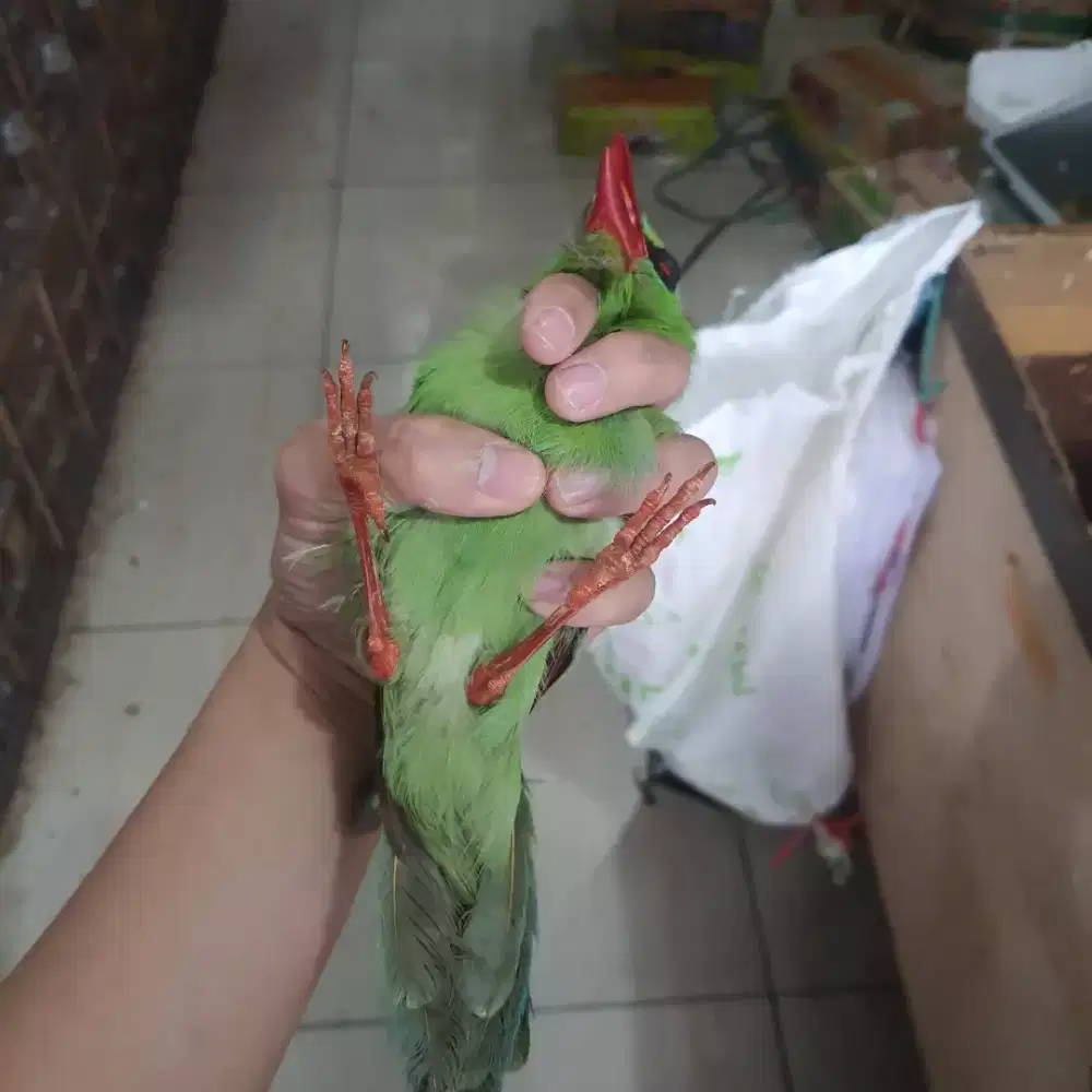 jovinjantan mulus