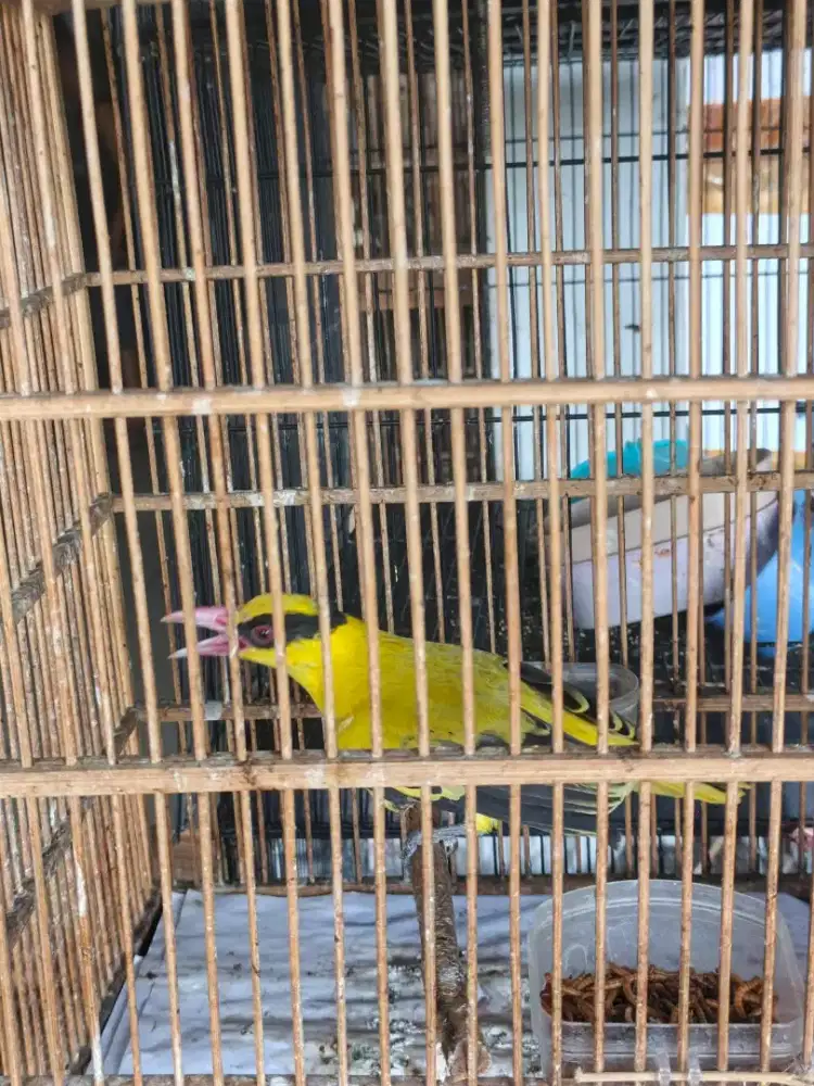 kepodang mas jawa mh mulus