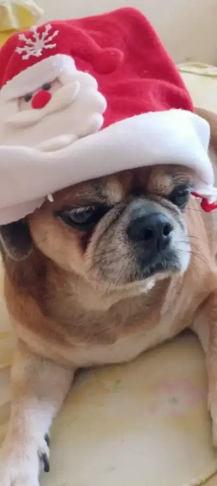 Anjing pugg rass