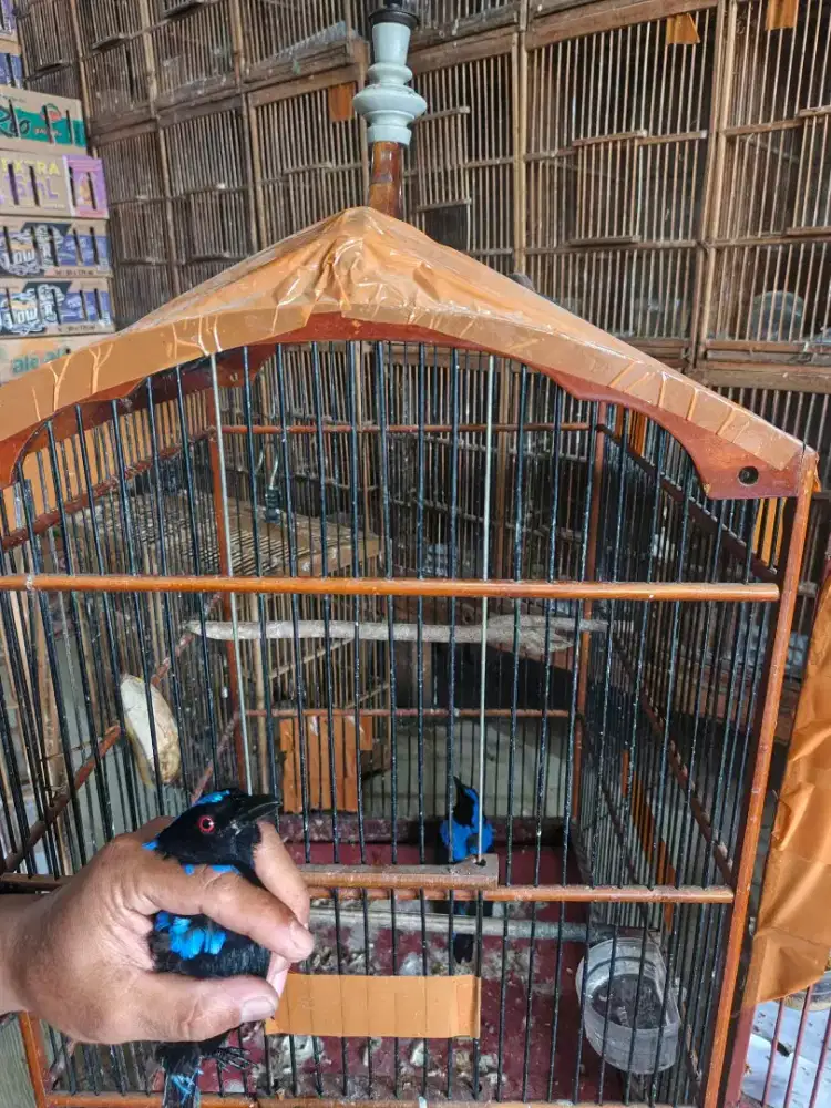 cucak biru jantan mh