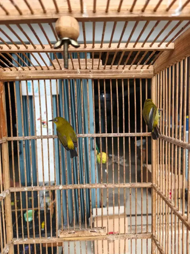 pecigarut jantanan