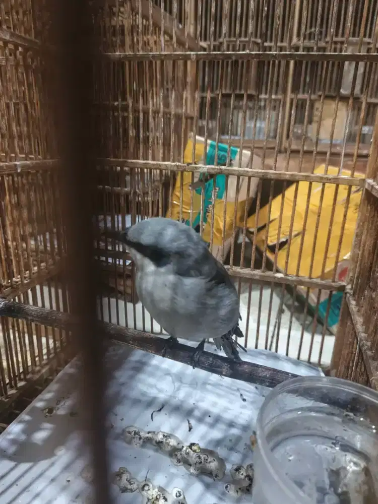 jingjing petulak kalimantan mh aman voer