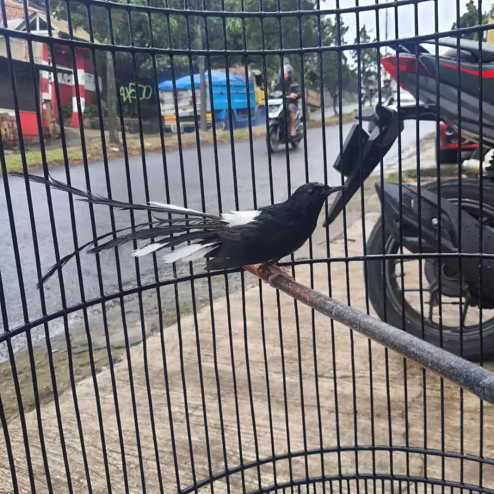 murai batu medan mh body besar ekor panjang