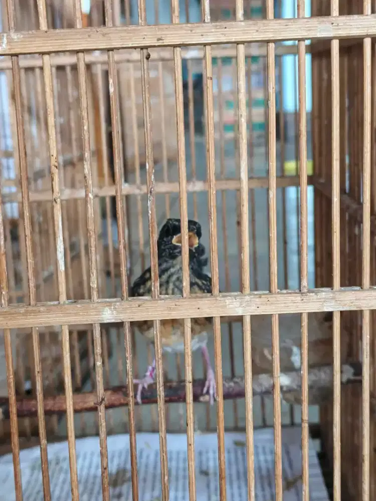 murai trotol jantan trah ekor panjang