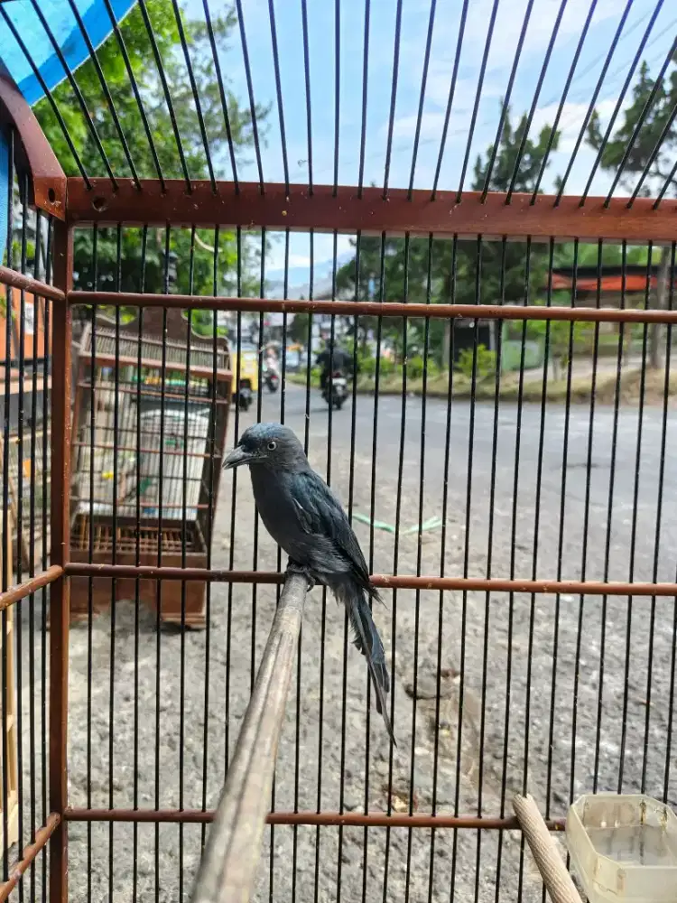 srigunting kelabu mata putih