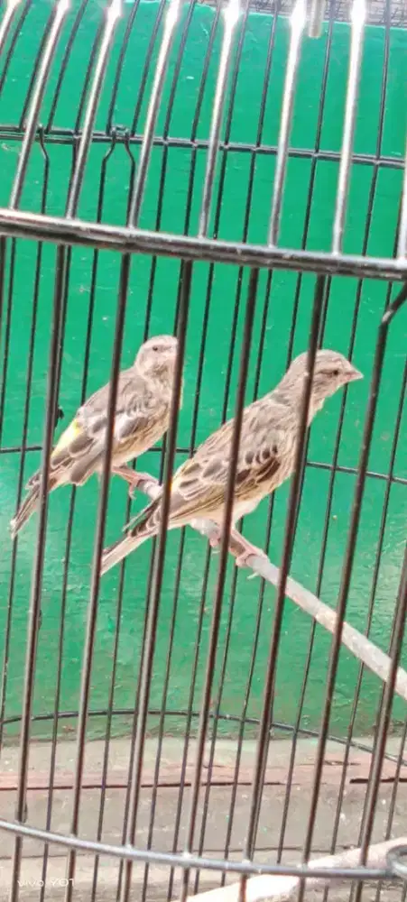paud blackthrot jantan riwikan